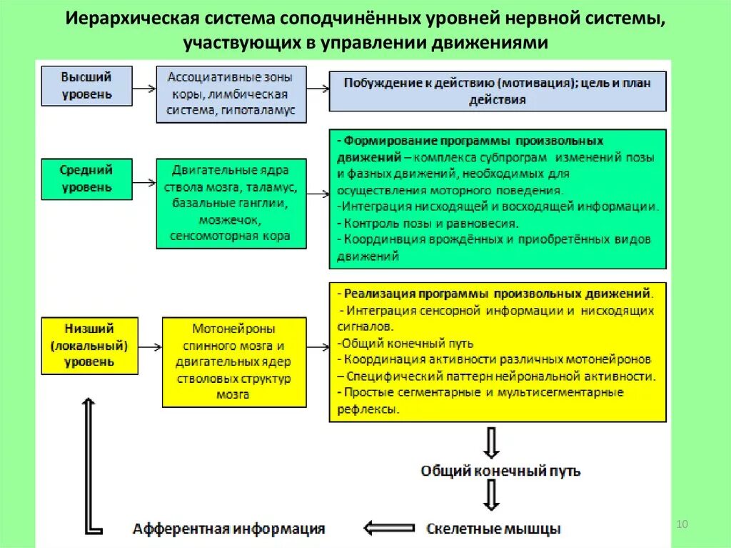 Иерархического соподчинения элементов нервной системы. Иерархический принцип строения нервных центров. Соподчинение уровней организации системы человека. Принципы строения нервной системы. Соподчинение нервной системы иерархическое.