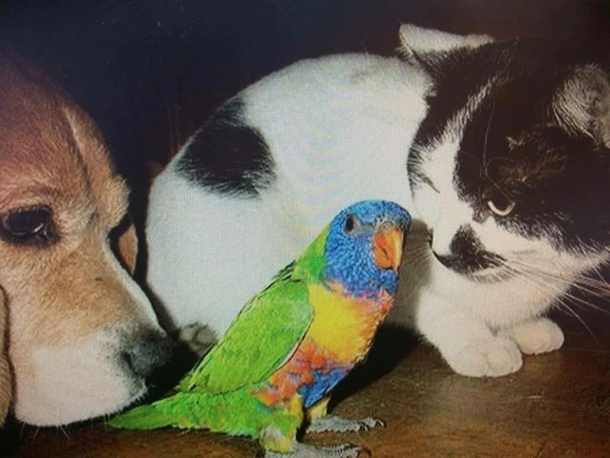 Животные попугаи хомячки. Котенок и попугай. Собака и попугай. Кот собака попугай. Попугай и хомяк.