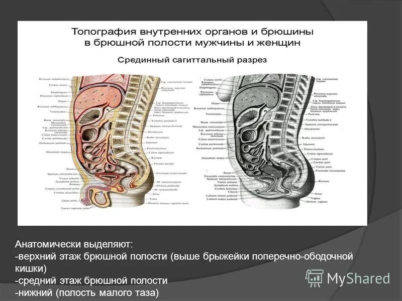 Слепокишечные складки брюшины. Средний этаж брюшной полости топографическая анатомия. Синусы каналы и карманы брюшной полости. Правый и левый брыжеечные синусы брюшной полости. Карманы брюшины.