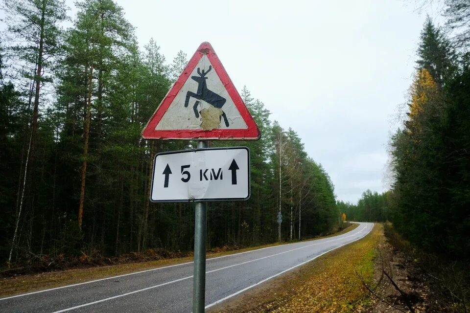 Км лось. Дикие животные на дороге. Лось на дороге в Ленинградской области. ДТП С лосем в Ленинградской области.