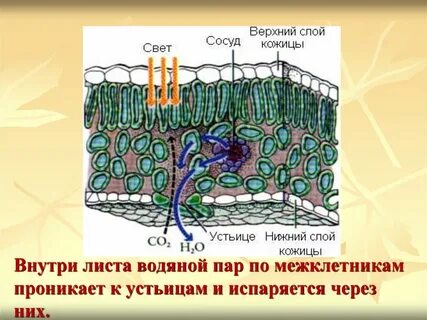 Газообмен транспирация