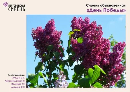 День сорта