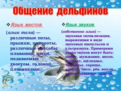 Способ общения дельфинов