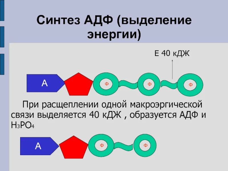 Схема адф. Адф+ф. адф это кратко. адф связи. адф это в биологии.