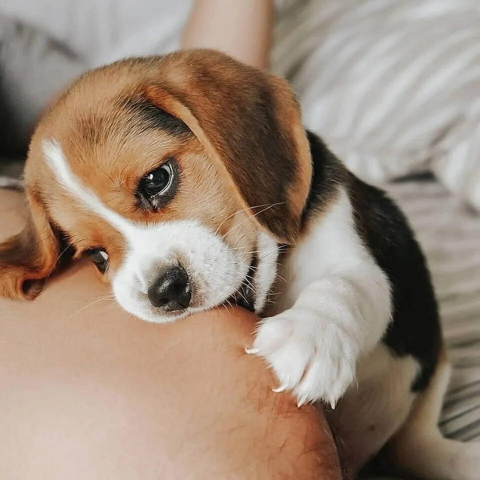 Бигль щенки фото маленьких Pin on Beagle