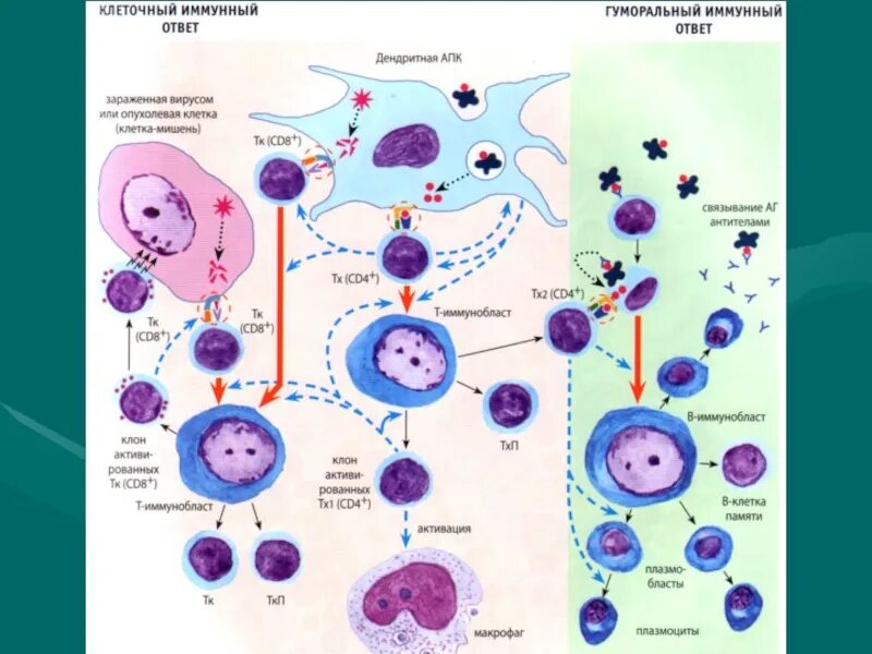 Структуры клетки гистологии. Схема строения клетки гистология. Строение ядра клетки гистология. Сустентоциты (клетки сертоли). Структуры клетки гистологии.