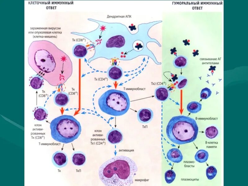 Клеточные иммунные реакции. Схема клеточного и гуморального иммунного. Клеточный и гуморальный иммунитет схема. Клеточный иммунитет и гуморальный иммунитет схема. Клеточный и гуморальный иммунный ответ схема.