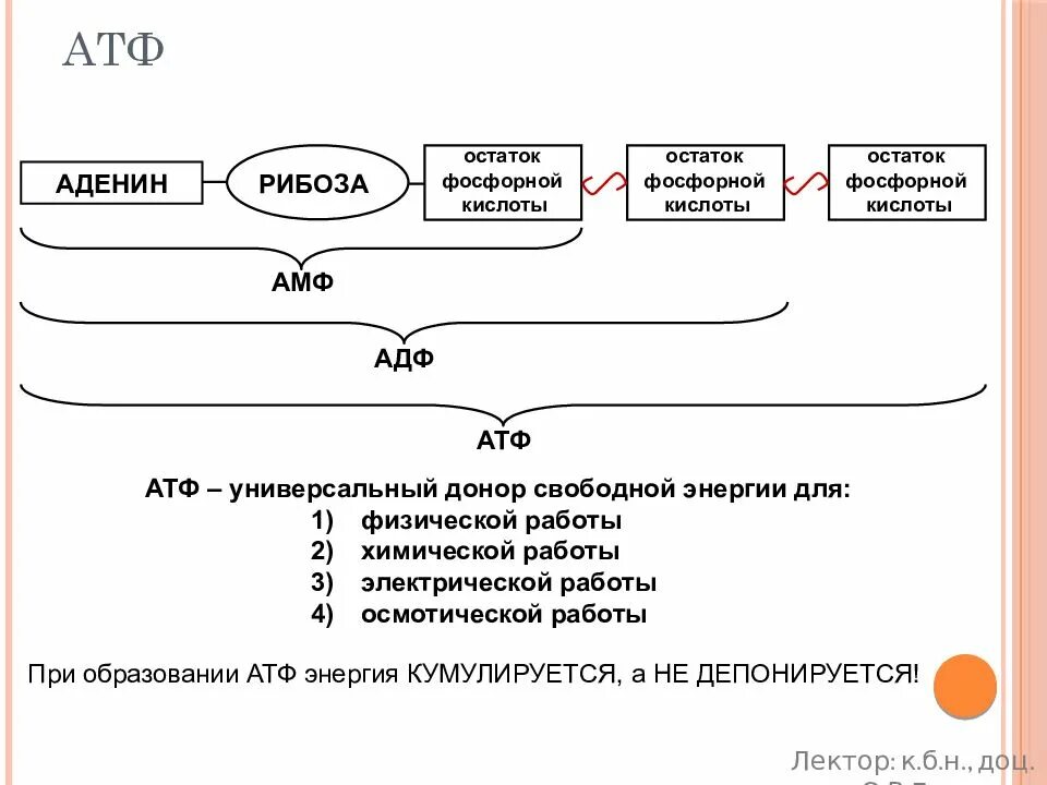 Функции атф. Структура АТФ схема. Схема строения АТФ. Структурные элементы АТФ. Биологическая роль АТФ схема.
