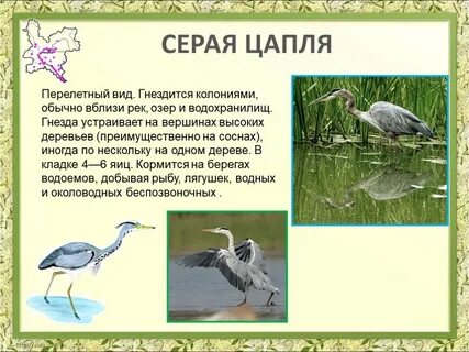 Описание цапли