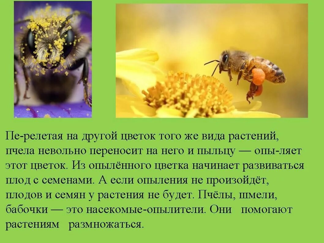 Переносчики пыльцы. Опыление пчелами. Пчела опыляет цветущие растения. Пчелы опылители растений. Пыльца это 3