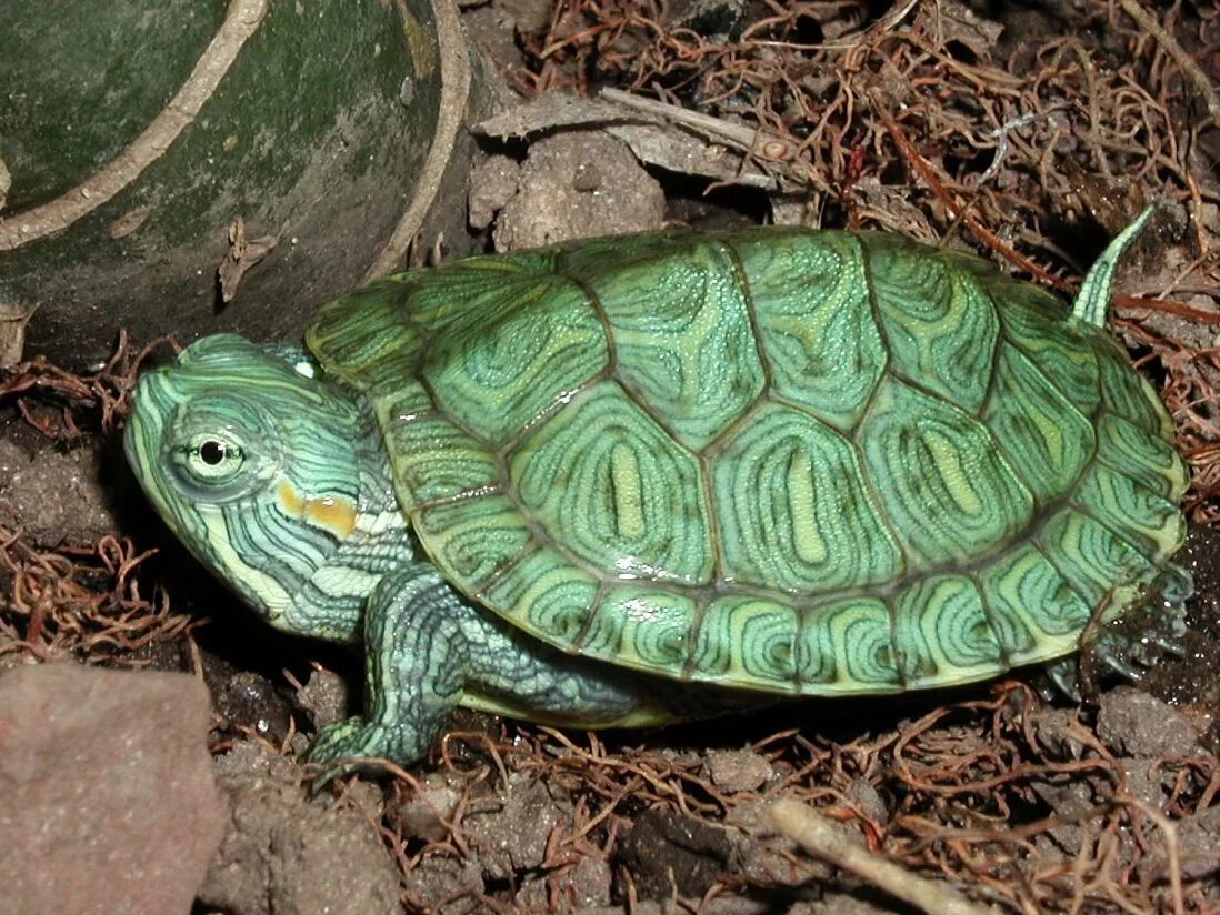 Среда обитания зеленой черепахи. Красноухая черепаха. Trachemys scripta elegans. Красноухая черепаха ниндзя. Зеленый Черепаший панцирь.