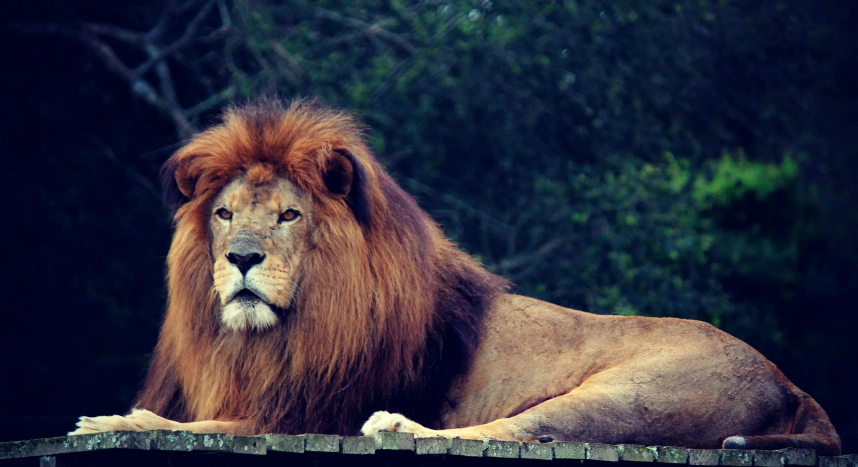 In the jungle lion. Король Лев джунгли. Король Лев Король джунглей. Благородный Лев. Лев в джунглях.
