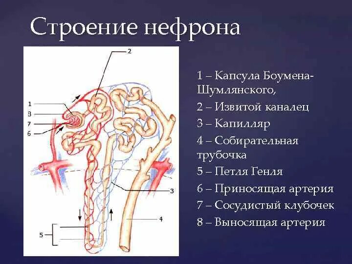 Петля извитого канальца нефрона. Сосудистый клубочек и капсула Шумлянского-Боумена. Строение нефрона. Капсула нефрона. Строение нефрона петля Генле.