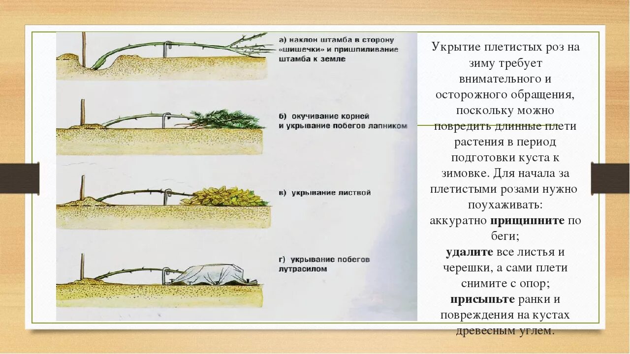 Укрытие плетистых роз на зиму. Способы укрытия плетистых роз на зиму. Укрытие плетистой розы на зиму.