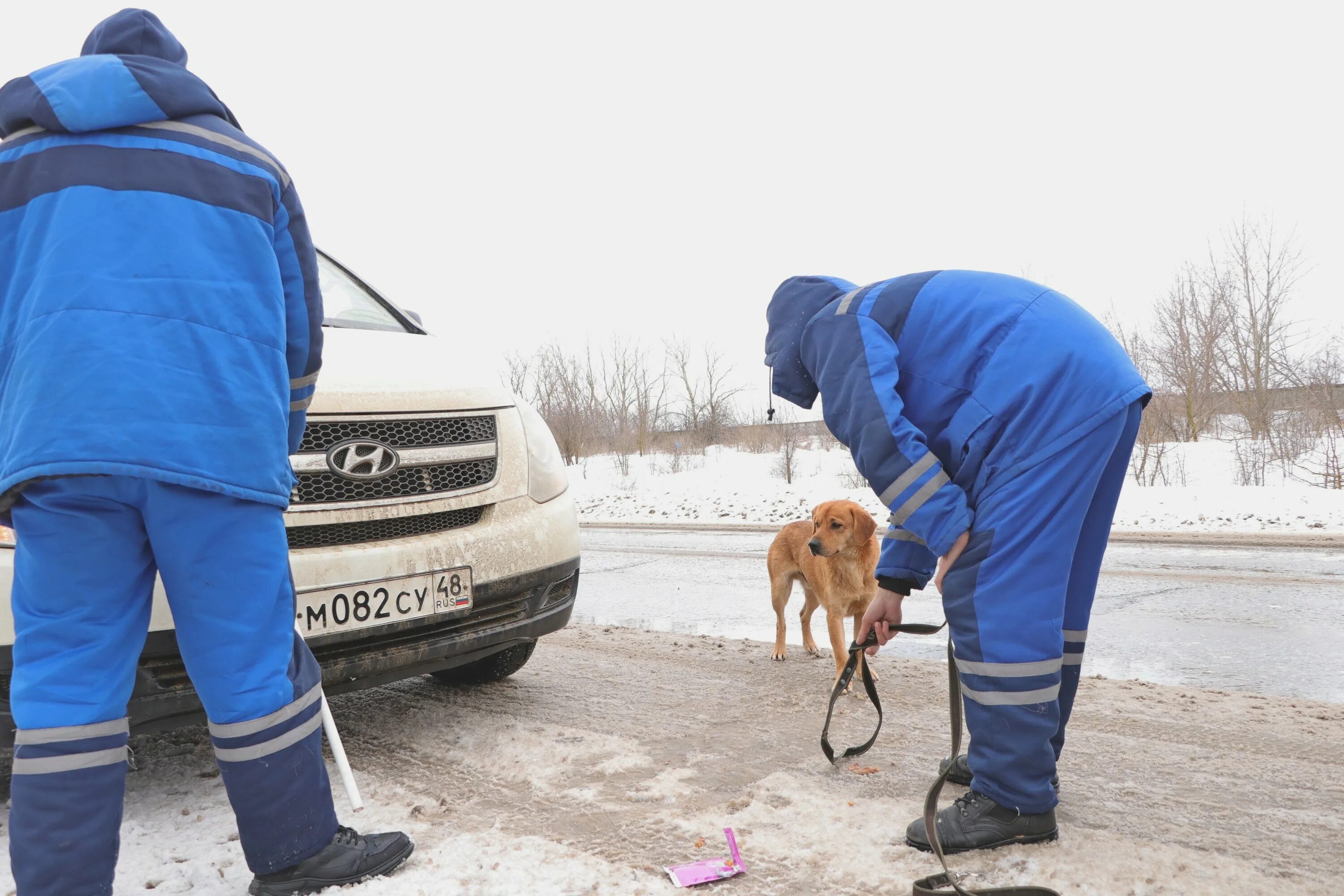 Отлов бездомных собак Скопинский район. Собаки в отлове Рязанская область. Спец мех отряд отлов собаки.