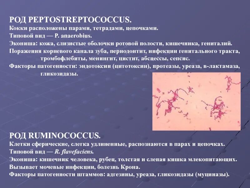 Факторы вирулентности пептострептококков. Морфология пептострептококков. Пептострептококки микробиология. Peptostreptococcus микробиология.