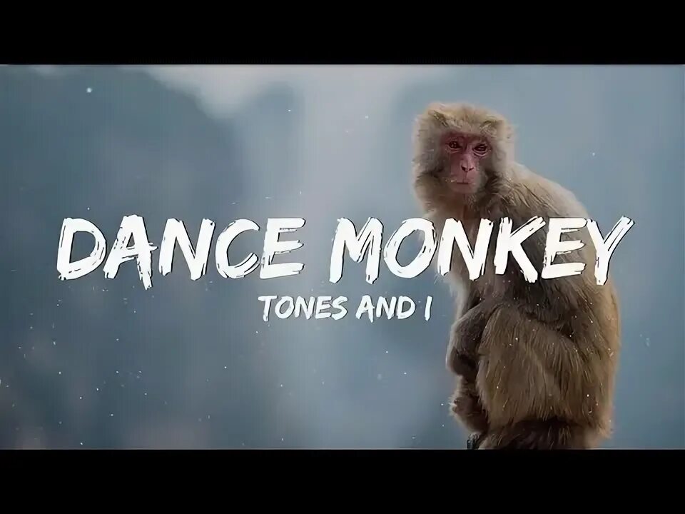 Dance Monkey. Monkey песня популярная. Monkey Sans. Dance Monkey Lyrics. I can dance chimp