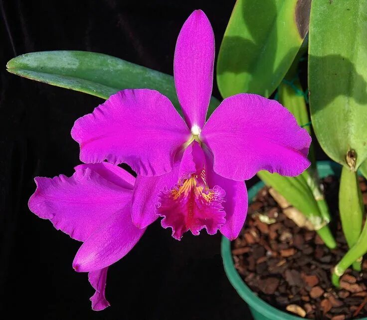 Орхидеи Cattleya mossiae. Cattleya mossiae 'Willowbrook. Cattleya mossiae x. Каттлея mossiae s/a Diana.