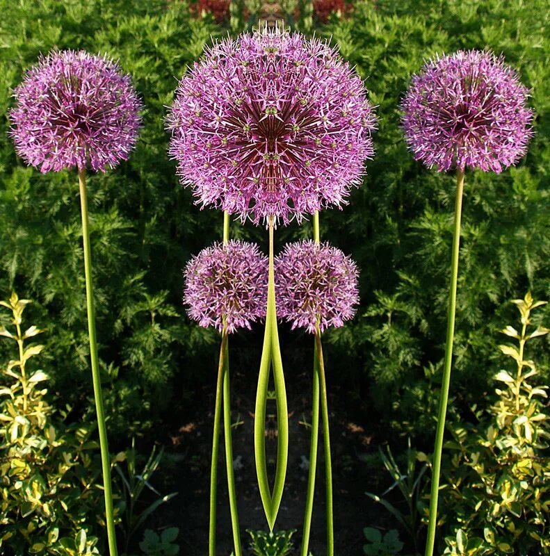 Схема строения цветка 6 класс биология. Аллиум гладиатор растение. Строение цветка цветоножка и цветоложе. Шар цветок фиолетовый. Строение цветка чашелистик.