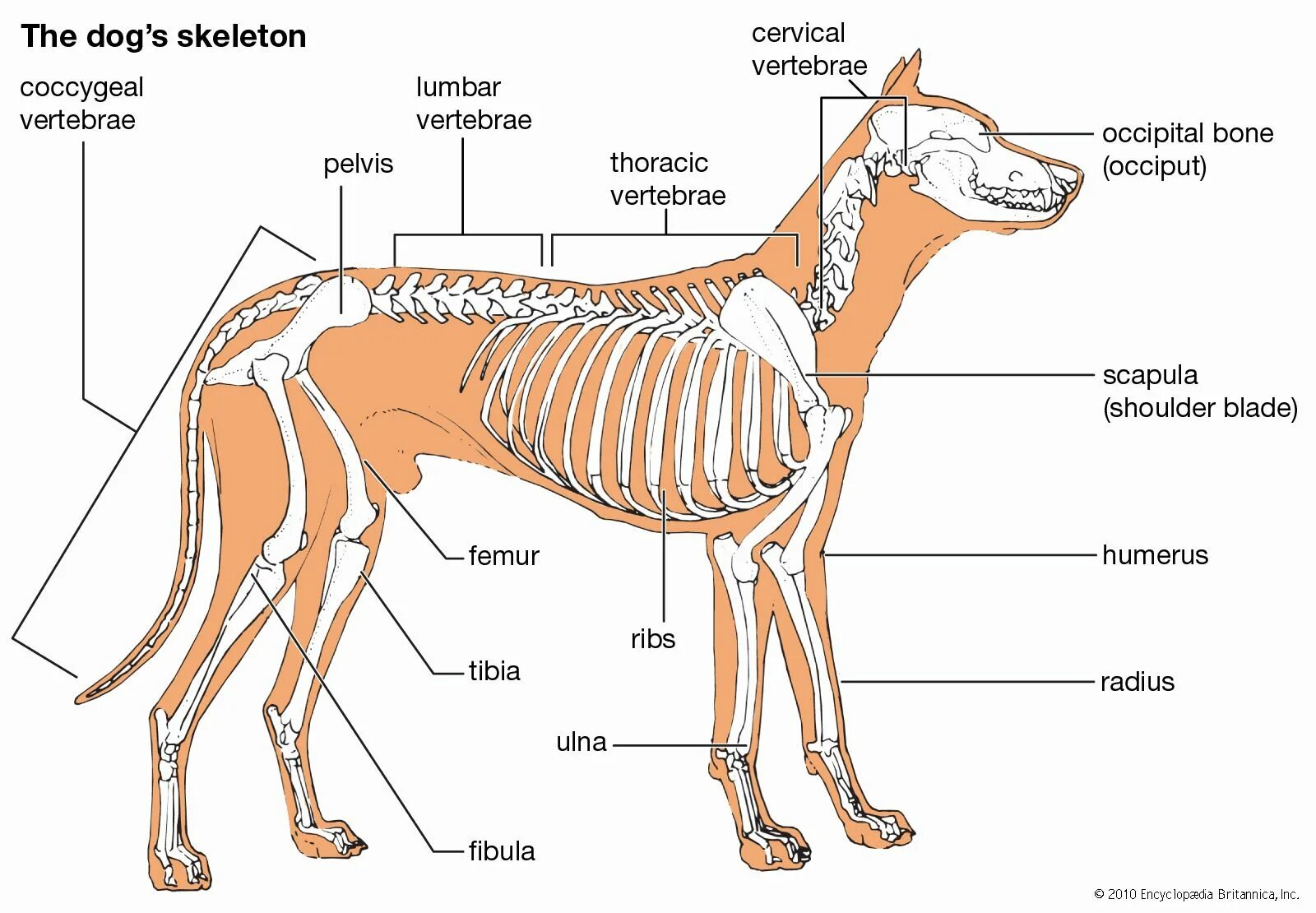 Скелет собаки строение схема. Костный скелет собаки. Скелет собаки с описанием костей. Внутренне строение собаки кости.