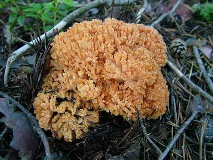 Коралловый гриб рецепт приготовления