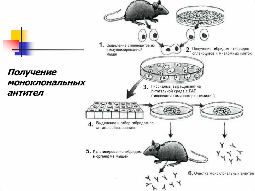 Для гибридом используются. Схема производства моноклональных антител. Схема получения моноклональных антител иммунология. Схема получения моноклональных антител иммунизация мышей. Стадии гибридомной технологии получения моноклональных антител.