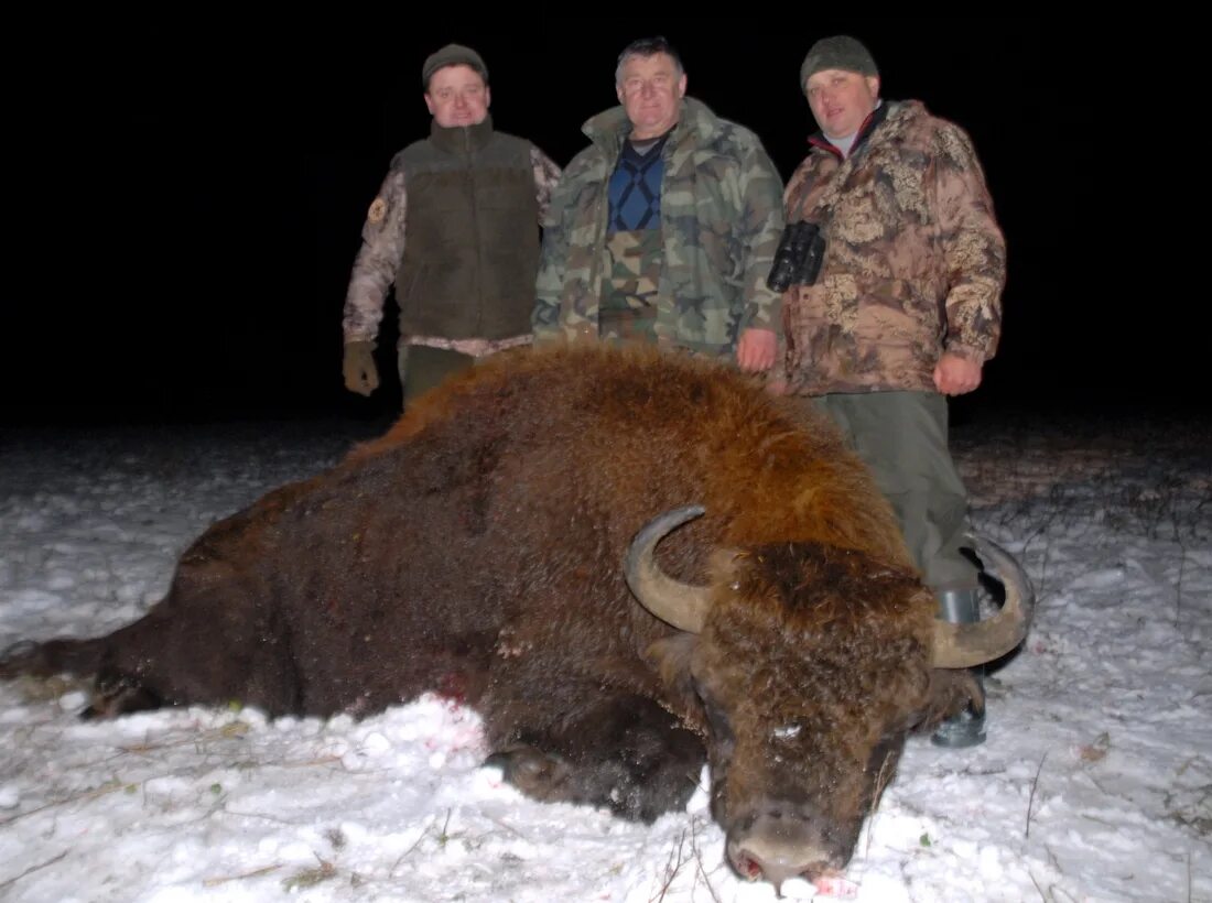 Охота на бизона в беларуси. Охота бизон белоруссия. Охота на зубра в древности. Охота в беловежской пуще. Охота на зубра в россии.