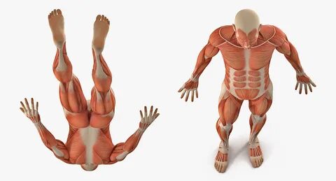 Muscle 3