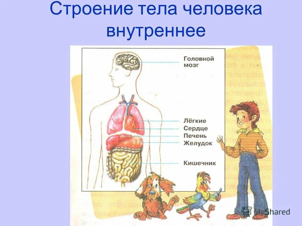 Изучить строение человека. Строение тела человека. строение организма человека. органы человека для детей. строение человека внутренние органы для детей.