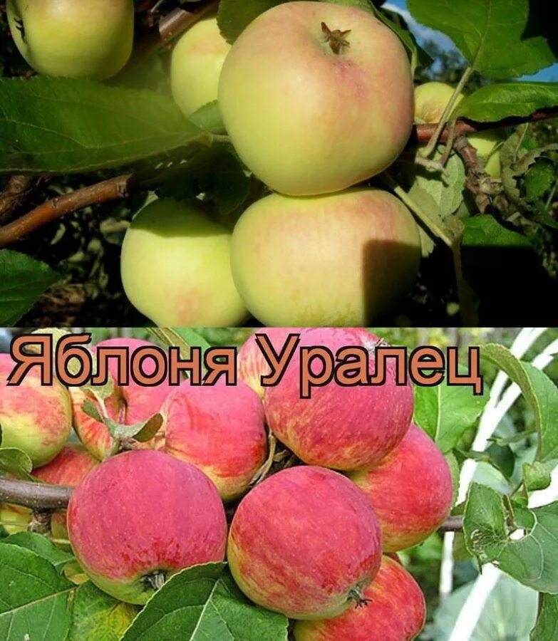 Сорт яблок уралец. Яблоня уралец. Яблоня уралец дерево. Яблоня плодовая «уралец». Уралец яблоня фото.