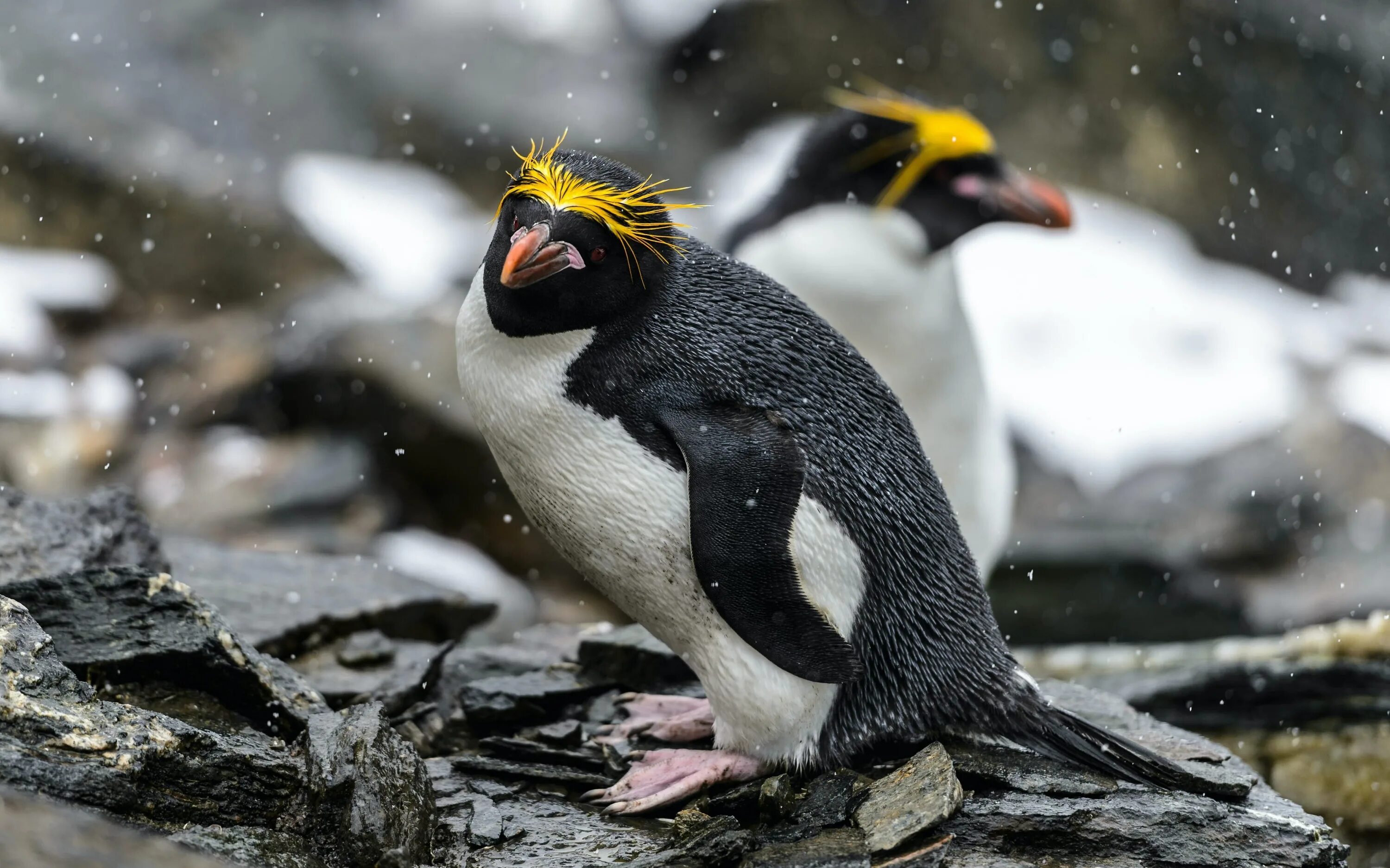 Златовласые пингвины (Eudyptes Chrysolophus). Пингвин Золотоволосый Eudyptes Chrysolophus. Королевский хохлатый Пингвин. Золотоволосый Пингвин (Пингвин-Франт). Какие красивые золотистые пингвины