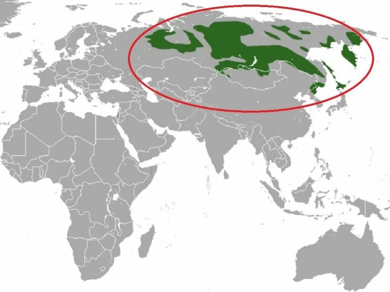 Виды ареалов животных. Плотность населения сибири. Ареал соболя. Ареал соболя в россии. Ареал обитания соболя в россии карта.
