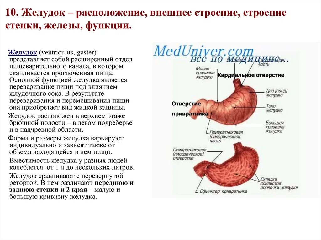 Железы желудка строение расположение функции. Анатомическое строение,расположение,функции желудка. Желудок человека анатомия строение и функции человеческого тела. Желудочный пузырь расположение строение функции.