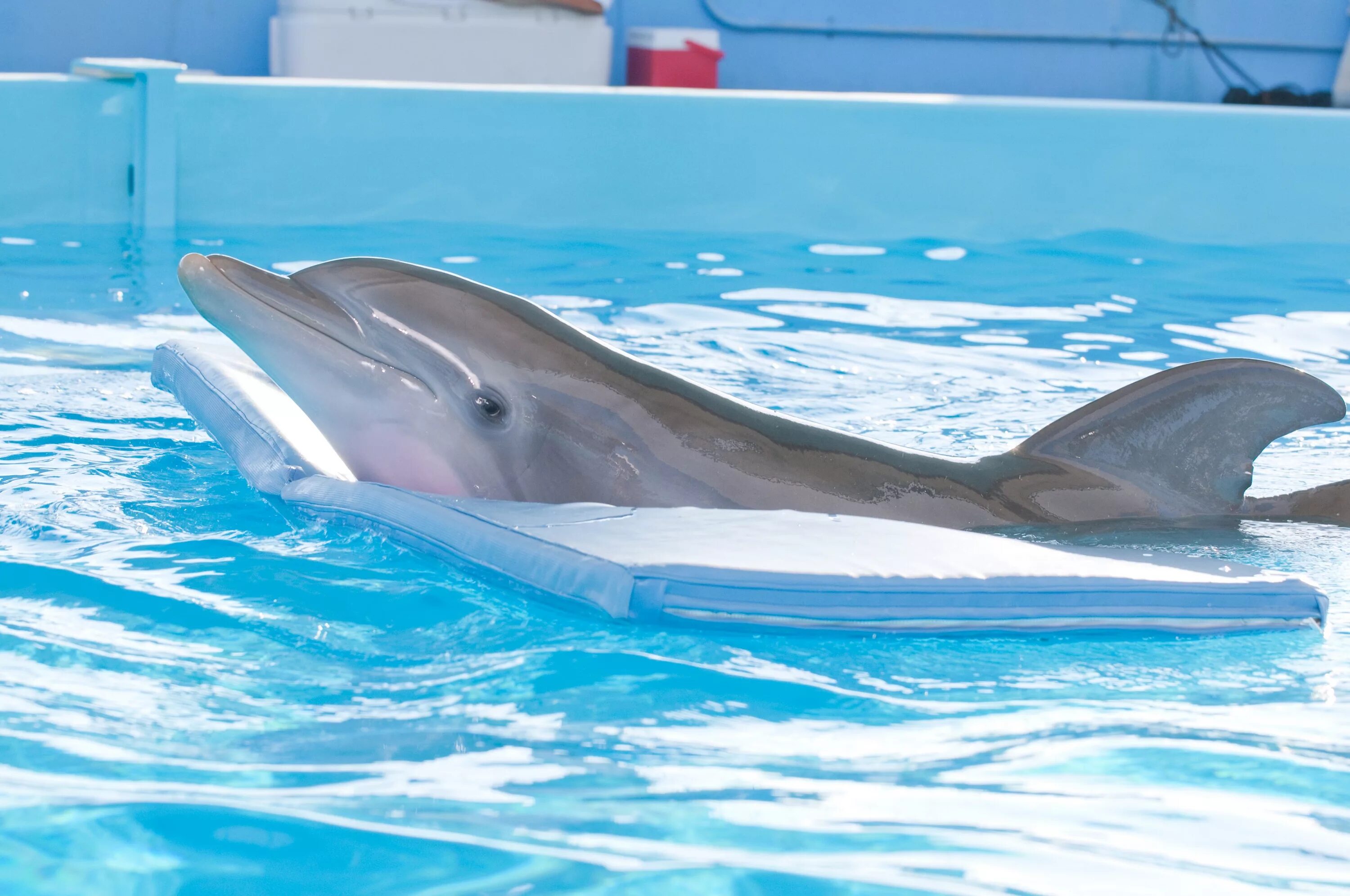 Dolphin отзывы. Средство для промывания носа долфин. Dolphin отзывы. Долфин устройство д/промывания носа д/взрослых 240мл ( ср-во n10). Dolphin отзывы.