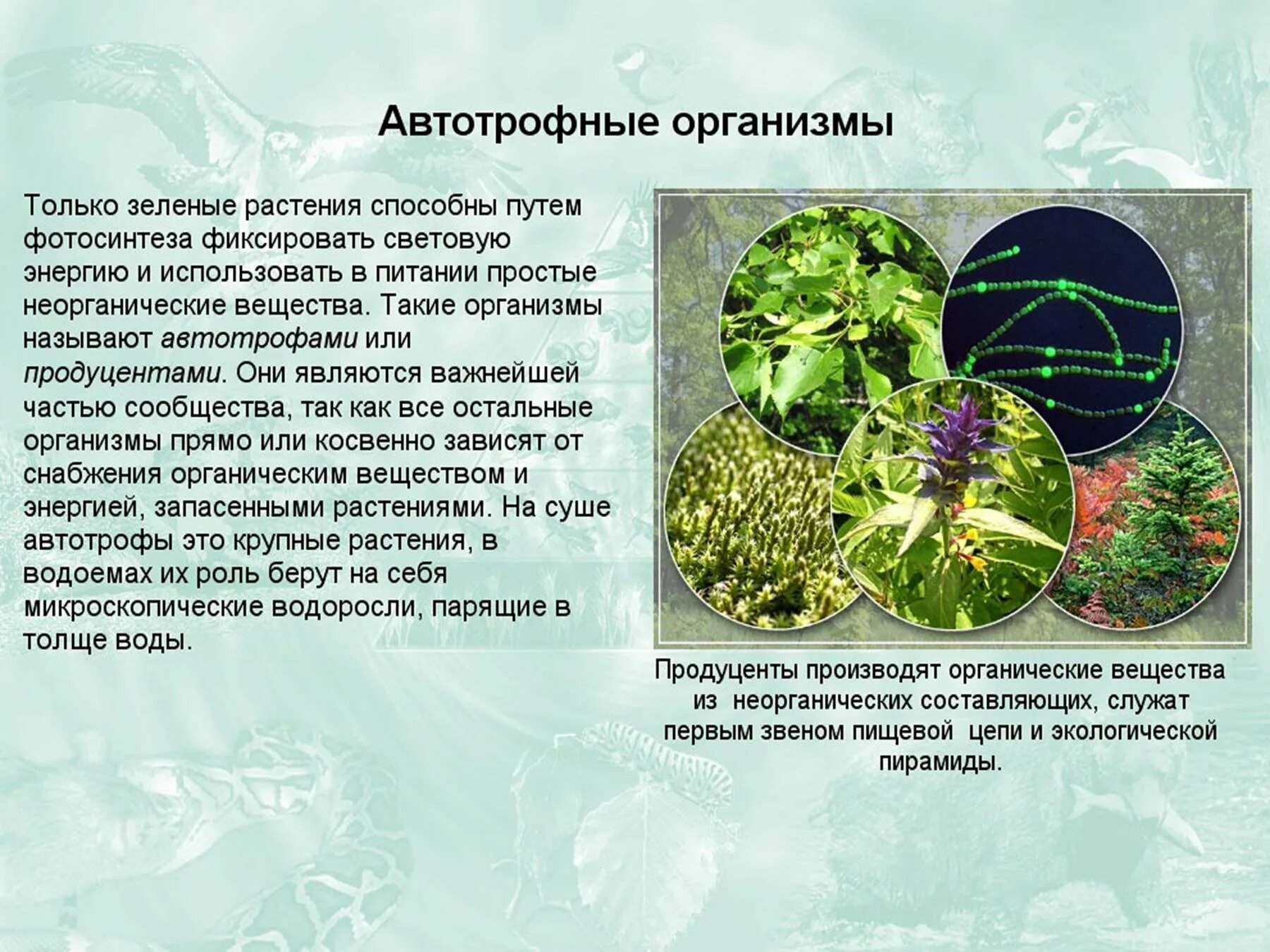 Автотрофные растения. Автотрофные организмы. Зеленые растения являются. Организм растения. Как повлияло появление фотосинтезирующих организмов