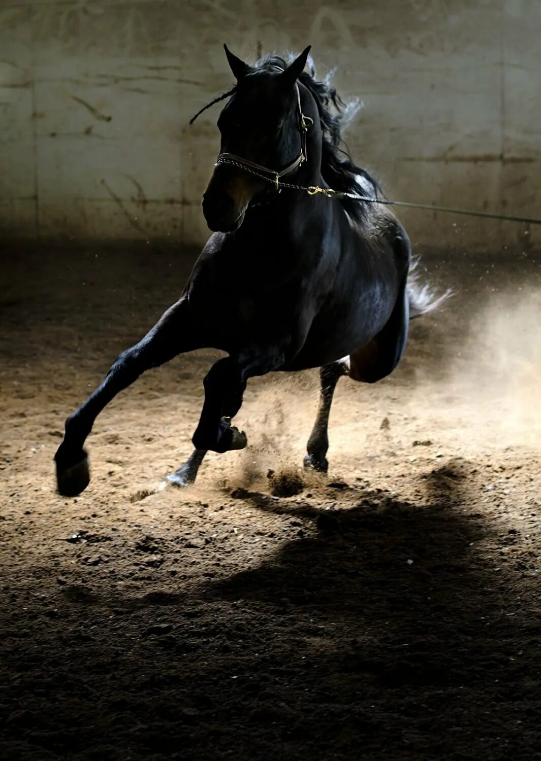 Черный конь скачет. Черный конь. Черный конь Эстетика. Черная лошадь Эстетика. Лошади Эстетика.
