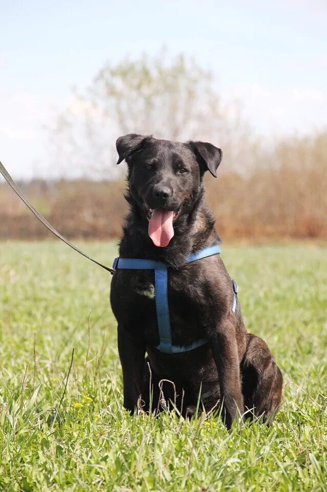 Собаки дон дон. Собаки дон дон. Собаки дон дон. Ко бок дон. Собака россия.