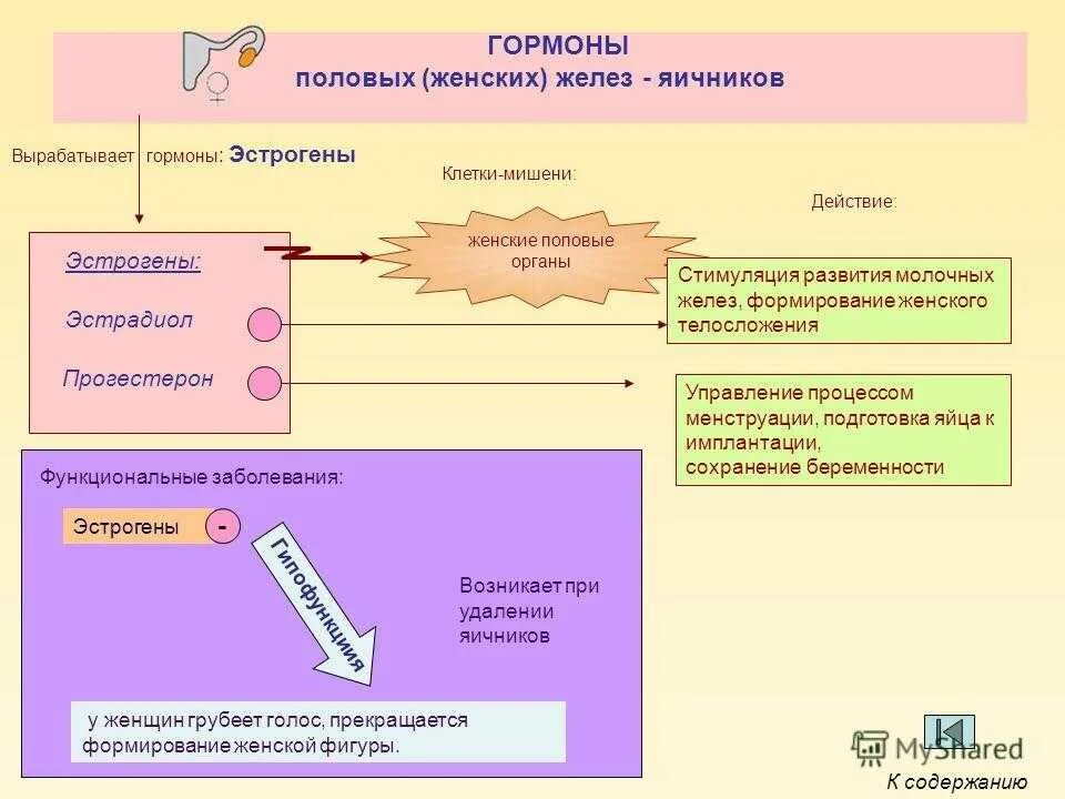 Клетки мишени половых гормонов. Клетки мишени женских гормонов. Эстрадиол клетки мишени. Клетки мишени эстрогенов. Действие женских половых гормонов