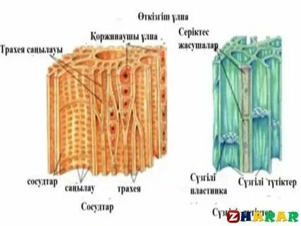 Какими чертами обладает проводящая ткань