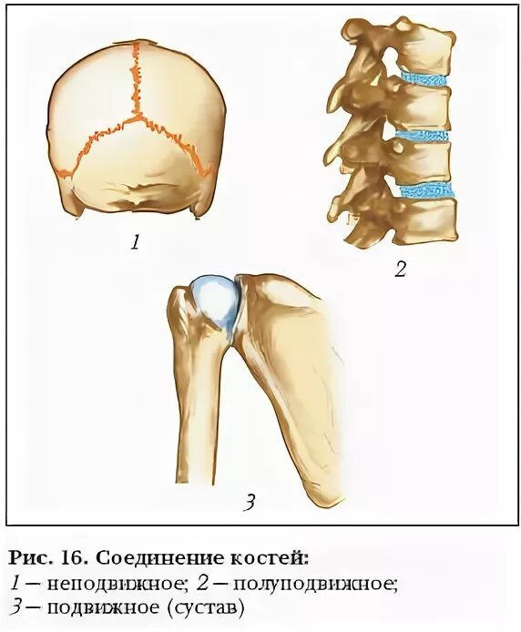 Соединение костей 6. Типы соединения костей полуподвижные. Типы соединения костей полуподвижные подвижные неподвижные. Биология 8 кл.соединение костей. Неподвижный Тип соединения костей.