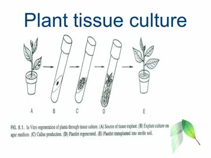 Plant tissue culture