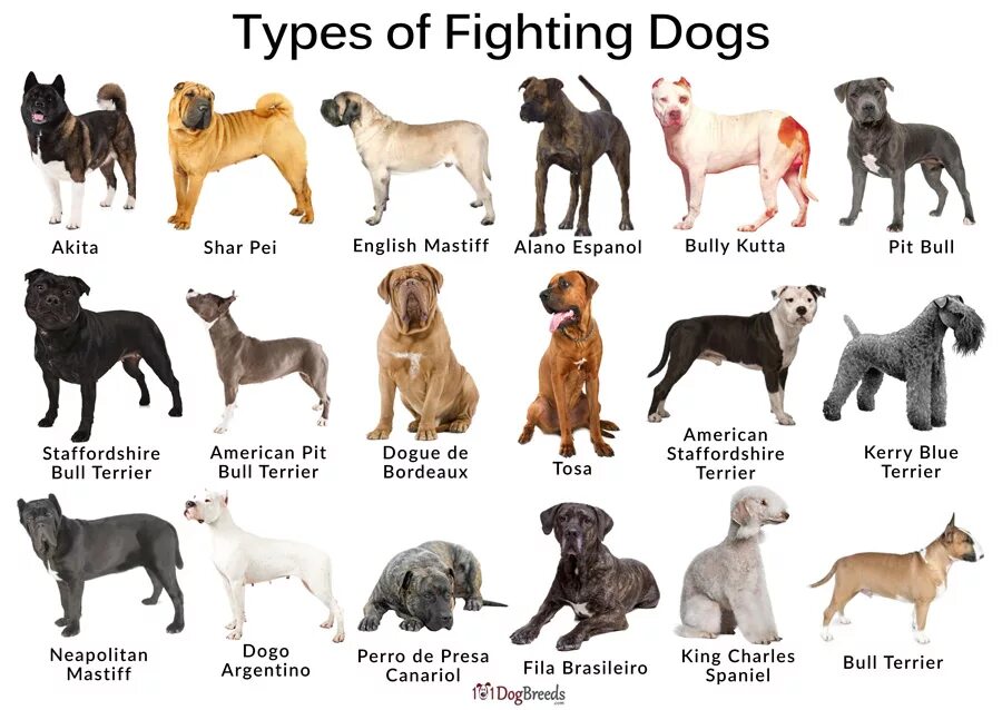 Как называется буква собака. Породы собак названия. Название всех пород собак. Породы собак с фотографиями и названиями. Породы собак картинки с названиями.