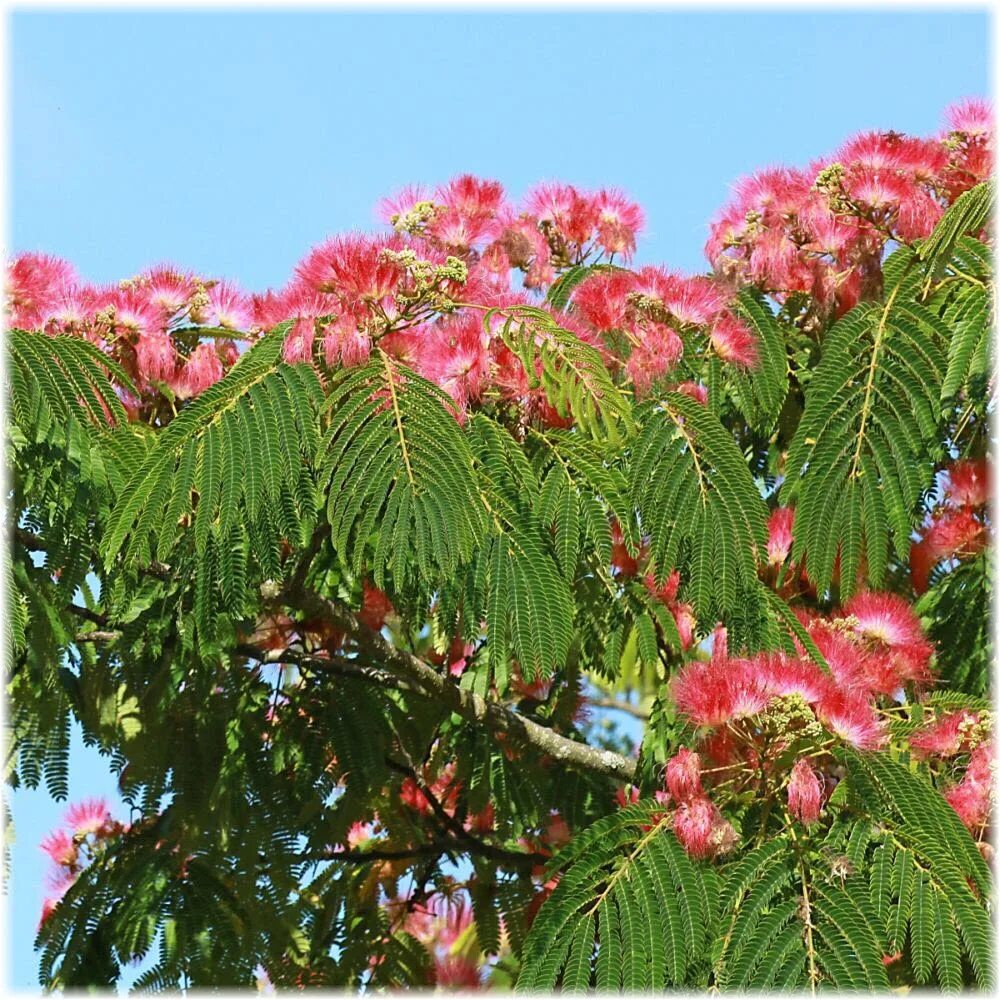 Альбиция ленкоранская - albizia julibrissin. Альбиция крымская акация. Акация альбиция ( мимоза ). Альбиция ленкоранская бонсай. Южная акация альбиция.