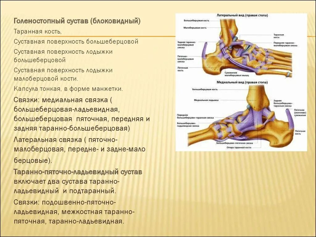 Голеностопный сустав анатомия строение описание. Голеностопный сустав вспомогательные элементы. Связки таранно пяточного сустава. Голеностопный сустав анатомия форма.