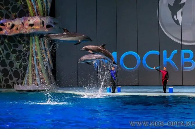 Дельфинариум на ВДНХ. Москвариум бассейн с дельфинами. Москвариум центр плавания с дельфинами. Шоу с дельфинами в Москве.