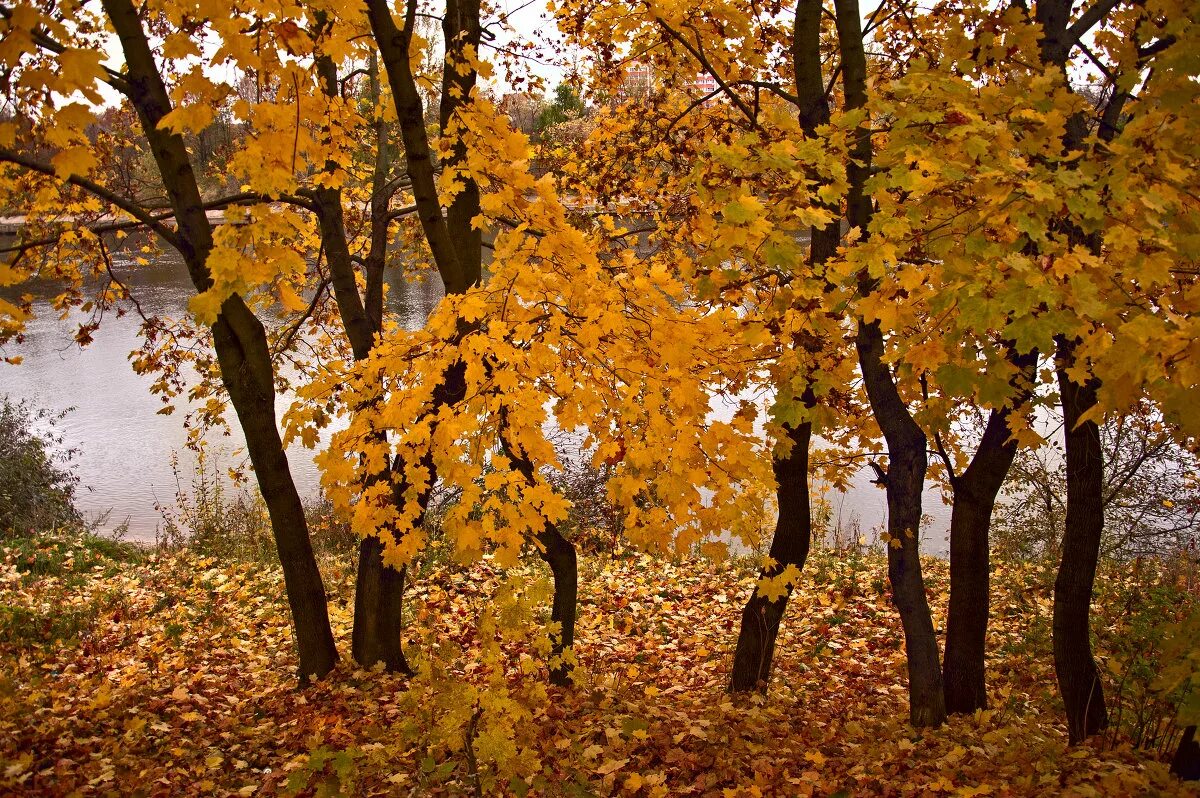 осенний танец. осенний танец. осенние листья для танца. танец желтых листьев. осеннее счастье.