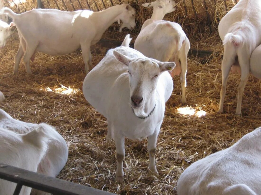 Зааненские козы. Козы зааненской породы. Коза дойная. Сколько месяцев беременна коза