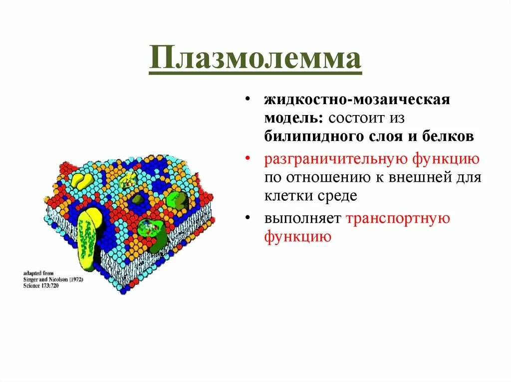 Цитолемма это. Плазмолемма органоид. Жидкостно-мозаичная модель плазмолеммы. Строение плазмолеммы клетки. Схема строения плазмолеммы.