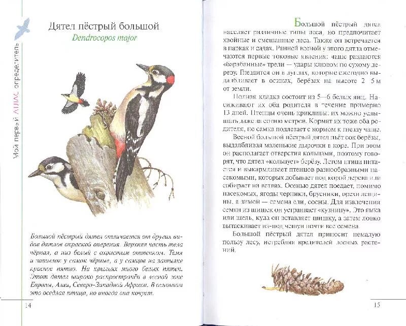 Весной пестрый. Весной пестрый дятел прилетел к Березке. Птицы леса книга. Атлас-определитель про дятла. Диктант весной пестрый дятел прилетел к Березке.