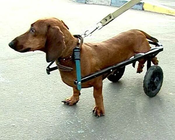 Немецкая овчарка квазимодо. У старой собаки отказывают задние. Мопс на задних лапах. Щенок таксы на задних лапах. У собаки отказали задние лапы.